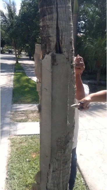 Proceso de relleno y estabilización del tronco.