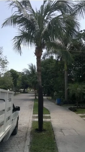 Palmera después del proceso de recuperación.