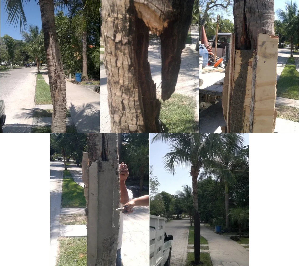Proceso documentado de recuperación de palmera por Verde In.